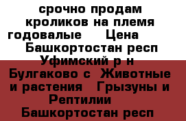 срочно продам кроликов на племя годовалые . › Цена ­ 1 000 - Башкортостан респ., Уфимский р-н, Булгаково с. Животные и растения » Грызуны и Рептилии   . Башкортостан респ.